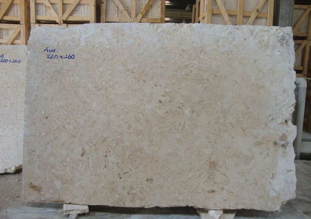 Rough edge of a coquina slab showing the natural fossil cavities